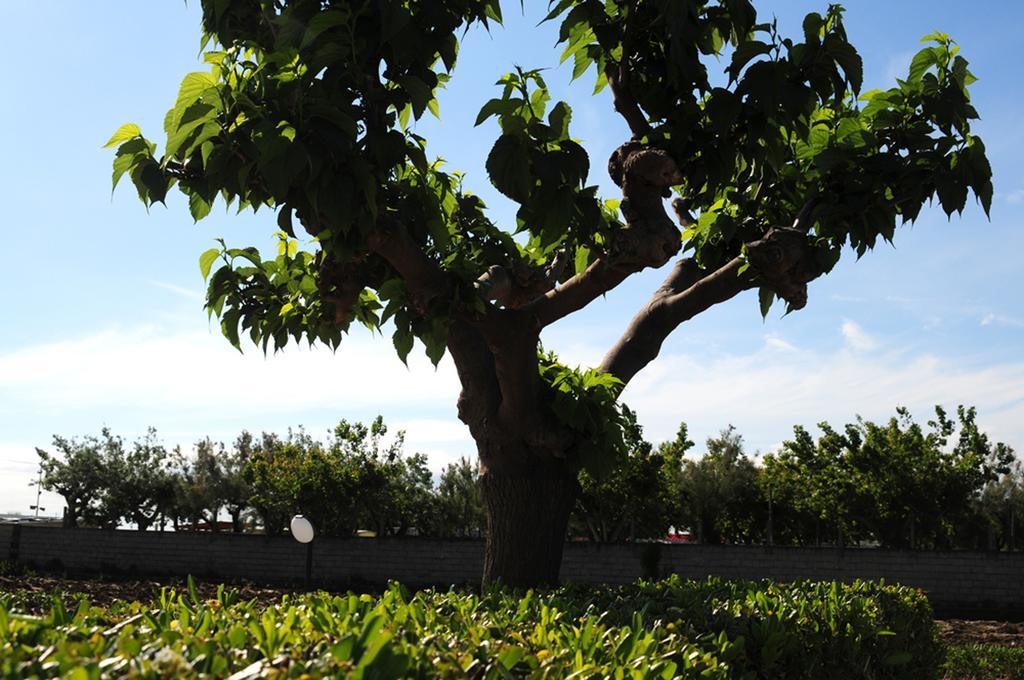 Agriturismo Frontemare จูเลียโนวา ภายนอก รูปภาพ
